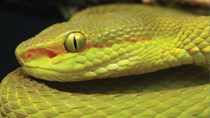 O nouă specie de șarpe denumită în cinstea unui personaj din Harry Potter