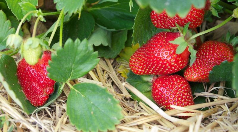 Trei sfaturi pentru o recoltă bogată de căpșune