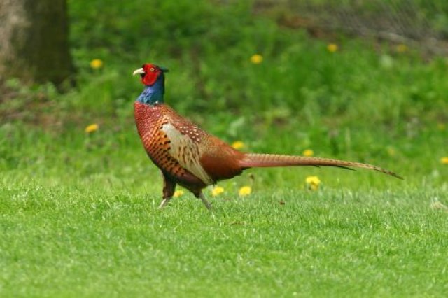 Pentru sezonul de vânătoare în Republica Moldova au fost aduși peste 20 mii de fazani