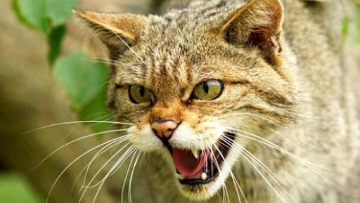 Caz de rabie depistat la o pisică în raionul Râșcani