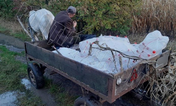 /VIDEO/ Un căruțaș din raionul Briceni a fost reținut în timp ce transporta ilegal 200 de butelii cu alcool ascunse în snopi de porumb