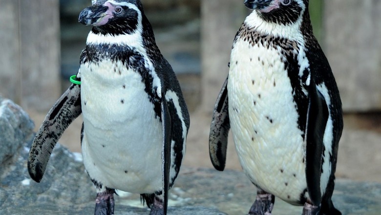 Un bărbat din Marea Britanie a furat doi pinguini de la Zoo şi i-a vândut pe Facebook