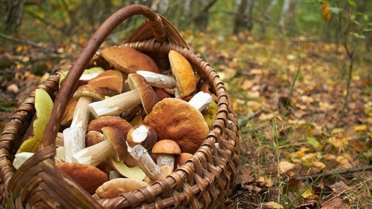 În raionul Edineț au fost înregistrate șase cazuri de intoxicații cu ciuperci în trei zile