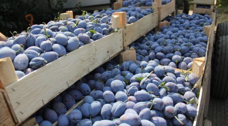 Un alt lot de aproximativ 20 tone de prune din Moldova a fost distrus în Federația Rusă. În ultimele două luni Rosselhoznadzor a distrus șapte loturi de fructe moldovenești
