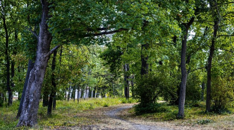 Parcul Țaul din raionul Dondușeni găzduiește aproximativ 150 specii de coniferi