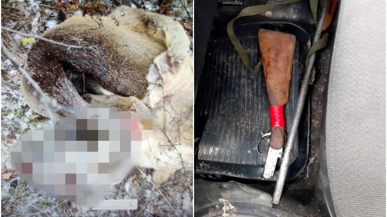 Un minor din raionul Fălești a împușcat o căprioară cu o armă deținută ilegal