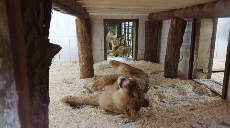 /FOTO/ La Grădina Zoologică din Chișinău au fost aduși patru lei africani