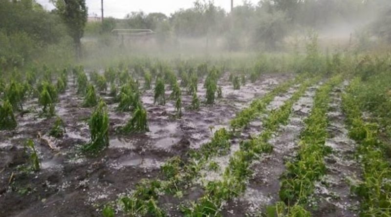 Ploile cu grindină din ultima perioadă au distrus sute de hectare de culturi agricole