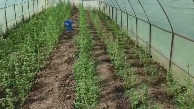 /VIDEO/ Un bărbat din raionul Glodeni cultiva cânepă în sera din propria gospodărie