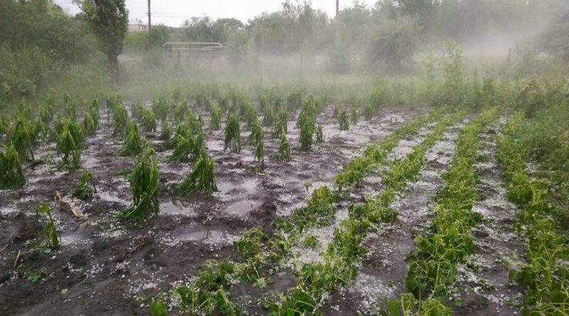 Sute de hectare de culturi agricole au fost distruse de ploile torențiale în raionul Soroca
