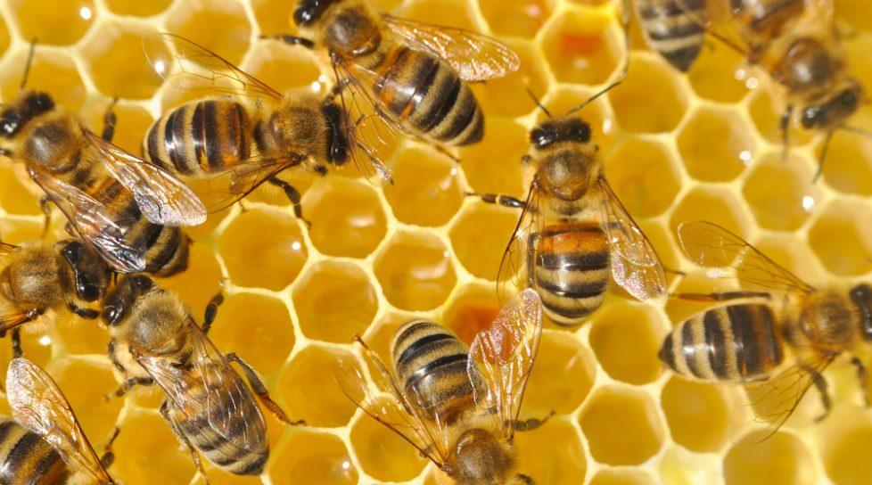 В Молдове появится веб-приложение для оповещения пчеловодов