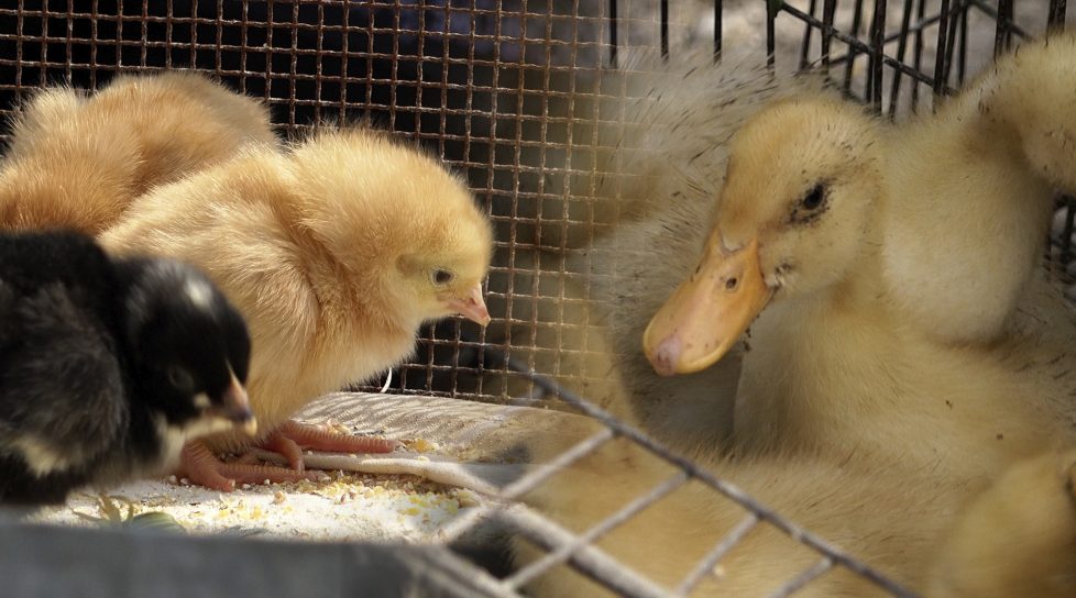 /VIDEO/ Puii de găină și rață mai scumpi cu 50%, decât anul trecut