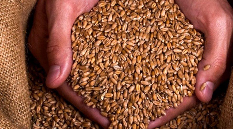 Confruntată cu problema exporturilor de cereale, Ucraina nu va mai avea spații unde să depoziteze recolta din acest an