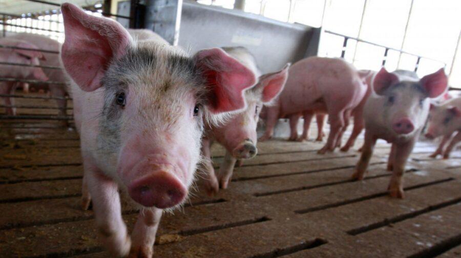 Focare de pestă porcină africană au fost înregistrate în Edineț și Dubăsari