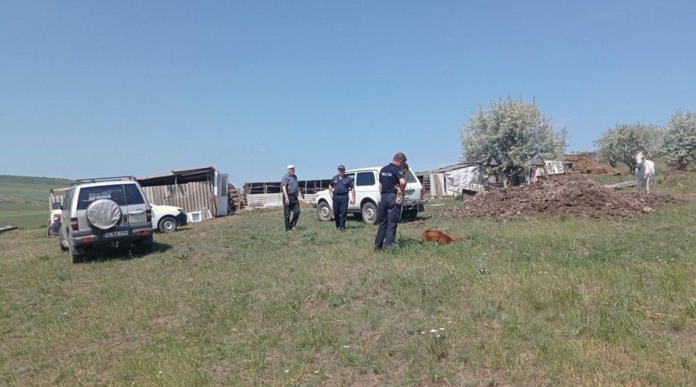 /FOTO/ Trei bovine au fost sfâșiate de lupi în raionul Căușeni
