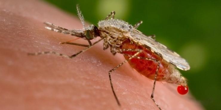 Смертельный случай малярии зафиксирован в Молдове: умер 26-летний мужчина